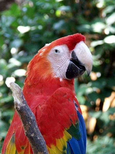 Hyacinth Macaw vs Scarlet Macaw Grow a Garden Guide