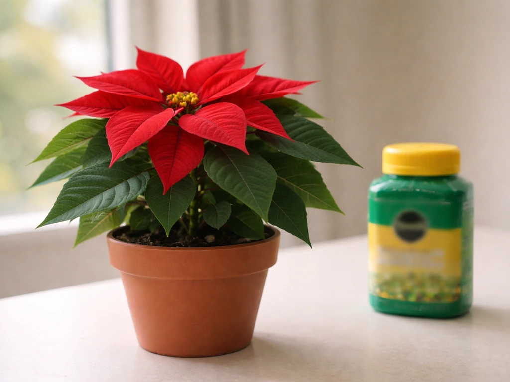 Vibrant poinsettia in a pot with a Miracle-Gro fertilizer container placed nearby on a table.