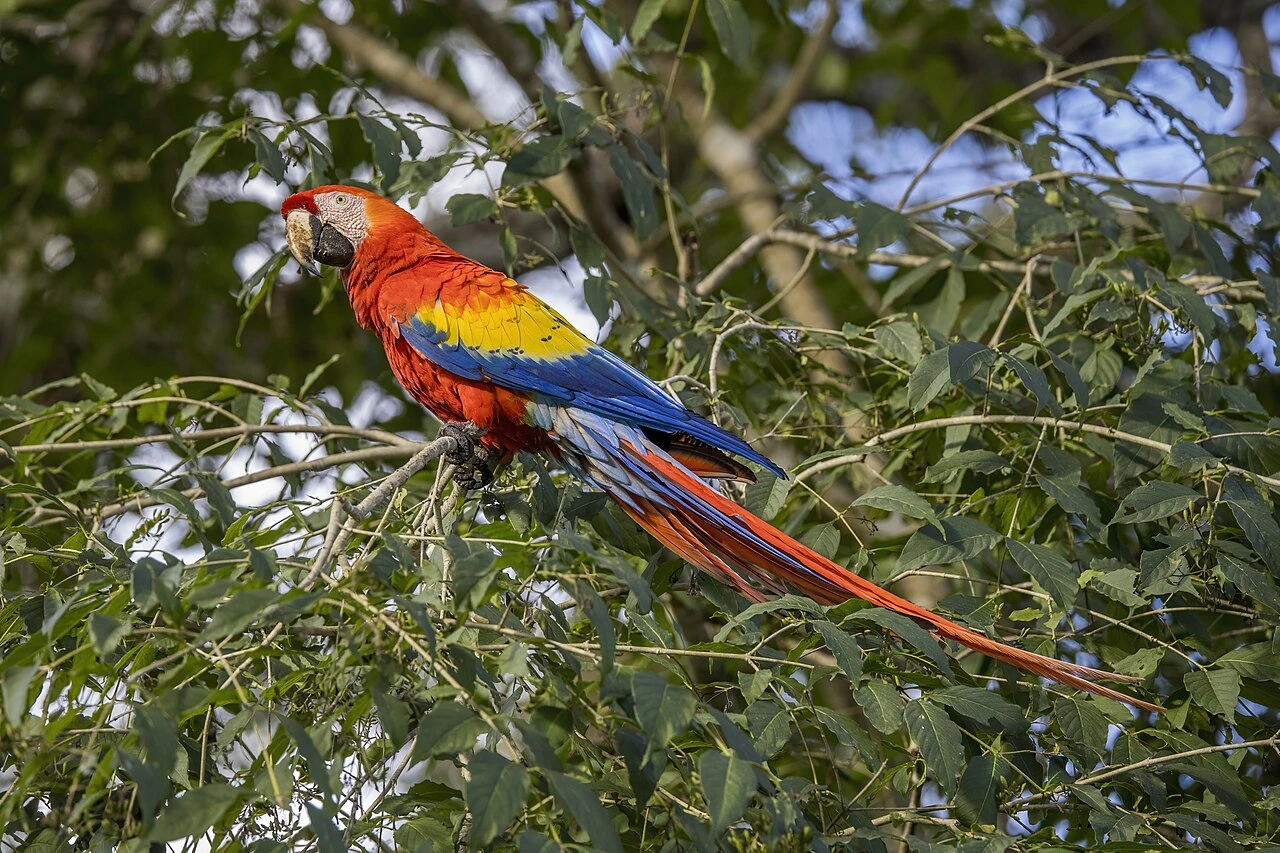How Rare Is the Scarlet Macaw in Grow a Garden?